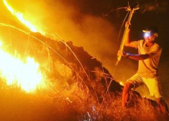 Habitat Komodo Tidak Terganggu oleh Kebakaran di Gililawa