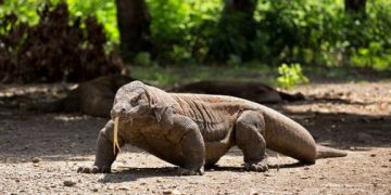 Taman Komodo Terbakar 10 Hektare Savana Hangus