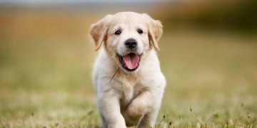 Ini Alasan Inggris Larang Toko Hewan Jual Anak Anjing dan Kucing