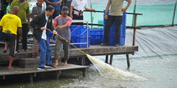 Presiden Jokowi Bersama Petambak Perhutanan Sosial Panen Udang di Muara Gembong