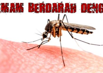 Yuk Kenali Fase-fase Pada Demam Berdarah Dengue (DBD)