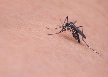 Indonesia Waspada DBD, 112 orang meninggal