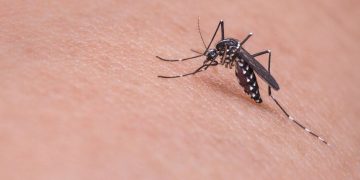 Indonesia Waspada DBD, 112 orang meninggal