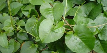 Kenali Daun Binahong, Si Hijau Bermanfaat