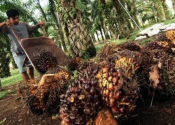 Bamsoet: KADIN Kritik Kebijakan Uni Eropa Terkait Diskriminasi Kelapa Sawit