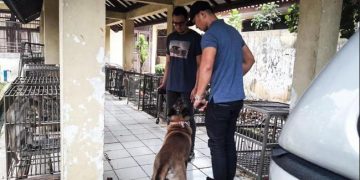 Polisi Cari Unsur Pidana Kasus Anjing Gigit ART hingga Tewas