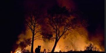 GAPKI Dukung Proses Hukum Perusahaan Sawit Pembakar Hutan