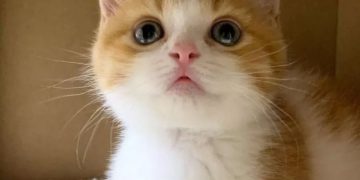 Pelihara Kucing Tak Berarti Galau dan Kesepian