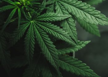 Polisi Tangkap 2 Pengedar, Sita Sembilan Pohon dan 4,5 Kg Ganja di Bali