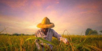 Amal Petani dan Food Estate