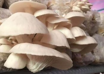 8 Manfaat Sehat Makan Jamur Tiram
