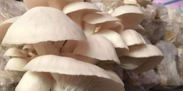 8 Manfaat Sehat Makan Jamur Tiram