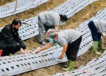 Tinjau Food Estate, Jokowi Bagi-bagi 22 ribu Sertifikat di Humbahas