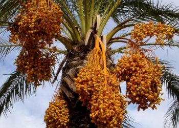 Ajaib,Kurma Yudea yang Telah Punah Ribuan Tahun, ‘Dibangkitkan’ Kembali