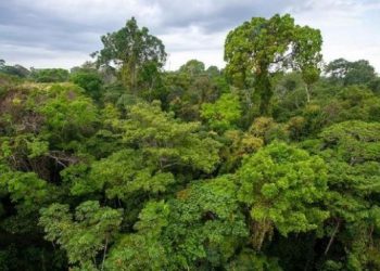 UU Ciptaker Hapus Kewajiban 30 Persen Hutan Warisan Habibie