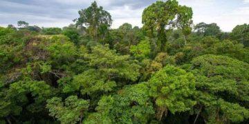 UU Ciptaker Hapus Kewajiban 30 Persen Hutan Warisan Habibie