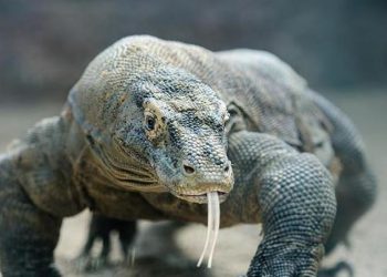 Terungkap, Inilah Penyebab Gigitan Komodo Mematikan
