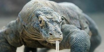Terungkap, Inilah Penyebab Gigitan Komodo Mematikan