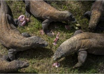 Himpunan Pramuwisata NTT Soroti ‘Jurassic Park’ TN Komodo