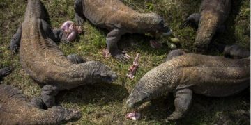 Himpunan Pramuwisata NTT Soroti ‘Jurassic Park’ TN Komodo