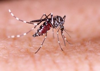 Efek Polusi Cahaya, Ilmuwan: Nyamuk Aedes Aegypti Aktif Malam Hari