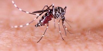 Efek Polusi Cahaya, Ilmuwan: Nyamuk Aedes Aegypti Aktif Malam Hari