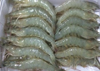 Di Masa Pandemi Covid-19, Ekspor Udang Jadi Primadona