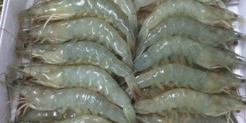 Di Masa Pandemi Covid-19, Ekspor Udang Jadi Primadona