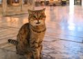 Sedih, Gli Si Kucing Gembul Terkenal Penghuni Hagia Sophia Mati
