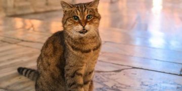 Sedih, Gli Si Kucing Gembul Terkenal Penghuni Hagia Sophia Mati