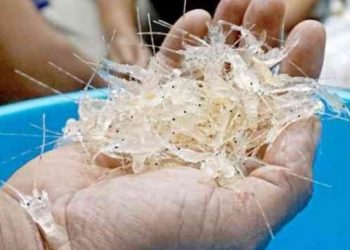 Luhut Disebut Buka Peluang Lanjutkan Ekspor Benih Lobster Edhy