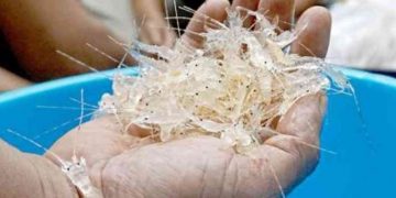 Luhut Disebut Buka Peluang Lanjutkan Ekspor Benih Lobster Edhy