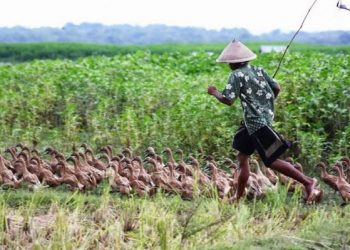 Tingkatkan Daya Saing, Ekonom Nilai RI Butuh BUMN Perunggasan
