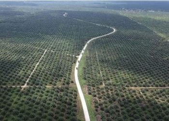 39 Persen Anggota GAPKI Tak Bersertifikat Sawit Berkelanjutan