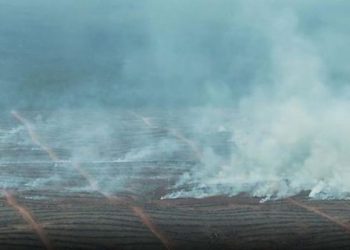 Hutan Papua Seluas Seoul Dibakar