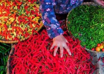 Harga Cabai Semakin ‘Pedas’, Ini Jawaban Kementan