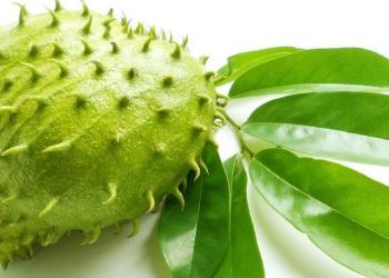 Daun Sirsak, Obat Alami yang Penuh Khasiat, Ini Buktinya!