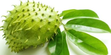 Daun Sirsak, Obat Alami yang Penuh Khasiat, Ini Buktinya!