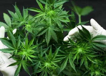 Hapus Sebagai Obat Berbahaya, PBB Restui Ganja Sebagai Keperluan Medis