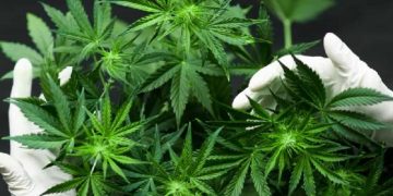 Hapus Sebagai Obat Berbahaya, PBB Restui Ganja Sebagai Keperluan Medis