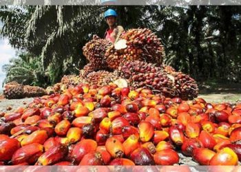 Implementasi Prinsip Legalitas Standar Indonesian Sustainable Palm Oil (ISPO) Terhadap Pengelolaan Perkebunan Kelapa Sawit di Kalimantan Timur