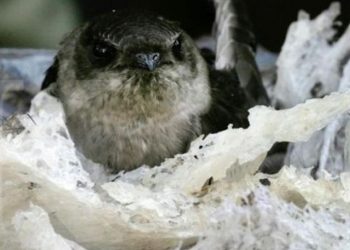 Terungkap! Inilah 5 Manfaat Sarang Burung Walet Bagi Kesehatan