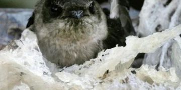 Terungkap! Inilah 5 Manfaat Sarang Burung Walet Bagi Kesehatan