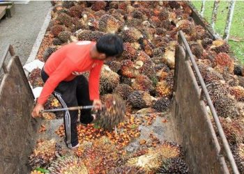 Diskriminasi Sawit, RI Siap Gugat Uni Eropa ke WTO pada 2021