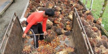Diskriminasi Sawit, RI Siap Gugat Uni Eropa ke WTO pada 2021