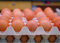 Telur Ayam vs Telur Bebek, Mana yang Lebih Bernutrisi?