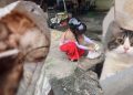 Polisi Selidiki Penemuan Kucing Dikuliti yang Viral di Medan