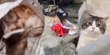 Polisi Selidiki Penemuan Kucing Dikuliti yang Viral di Medan