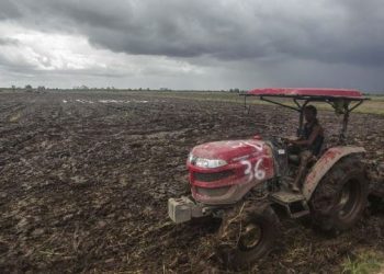 Lagi Masa Panen, Food Estate Klaim Panen 6,4 Ton Per Ha