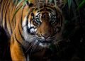 2 Harimau Lepas Di Singkawang, Kalimantan Barat